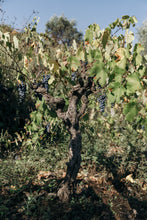 Laden Sie das Bild in den Galerie-Viewer, Weinkeller Hohenbrunn: Bilder vom Weingut Generazione Alessandro -Rebstock im Spaliersystem